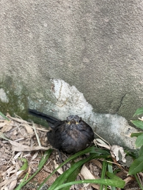 不怕人的小鸟