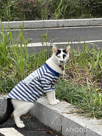 偶遇一只丑酷的猫