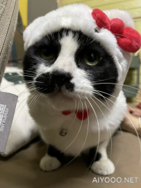 阿猫的新帽子